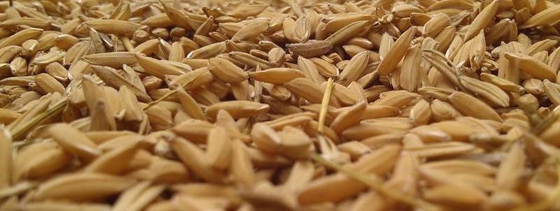 refined rice bran wax