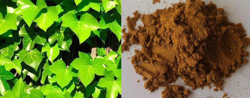 Ivy leaf extract