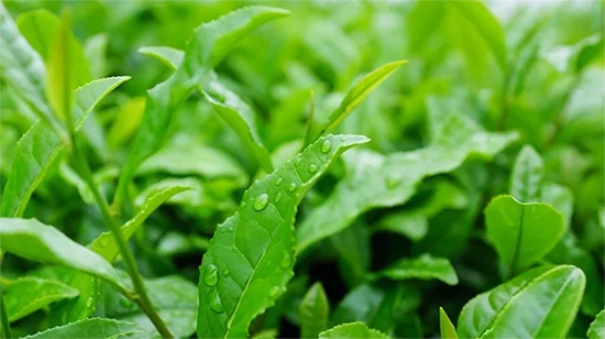 green tea green tea