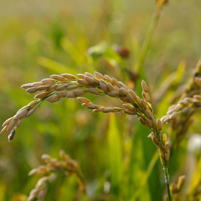 rice bran rice bran