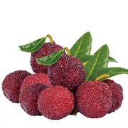 Waxberry Powder (flesh/juice) Waxberry Powder (flesh/juice)