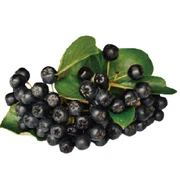 Aronia Powder Aronia Powder