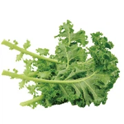 KALE POwDER KALE POwDER