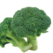 BROCCOLI POWDER BROCCOLI POWDER